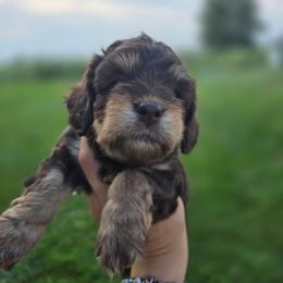 Hershey - Chocolate male Cavapoo puppy in Decatur, Illinois from Petite Pups