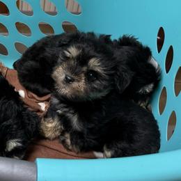 Hei Hei (Hay Hay) - Black and silver male Miniature Schnauzer puppy in Lockney, West Virginia from S&T Kennels