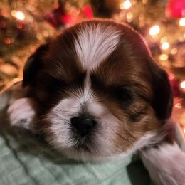 Bandit - Sable and white male Shih Tzu puppy in Wolcottville, Indiana from Ducky's Doodles