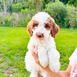 Pear - Parti male Goldendoodle puppy in Kissimmee, Florida from Poodle Doodle Kennels