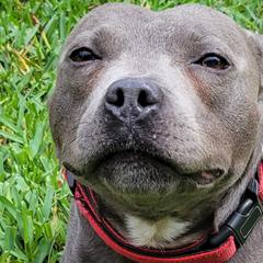 Cairo - Staffordshire Bull Terrier
