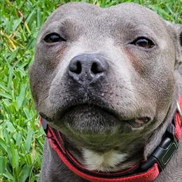 Cairo - Staffordshire Bull Terrier