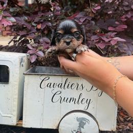 Wynter - Black and tan female Cavalier King Charles Spaniel puppy in Lula, Georgia from Cavaliers by Crumley