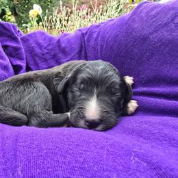 Mollie moose boy 1 - Parti male Saint Berdoodle puppy in Castle Rock, Washington from PNW Saint Berdoodles