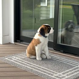 Companion Cross and Saint Bernard Puppies from Coleman Saint Bernards of Ohio