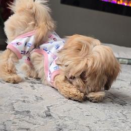 Shih Tzu Puppies from Oregon Shih Tzu