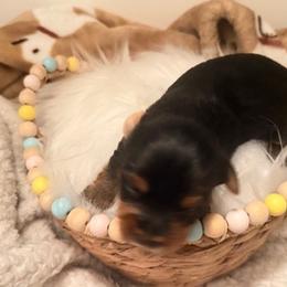Yorkshire Terriers from Nina Esmaeili
