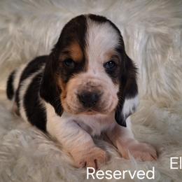 Elliott - Black brown and white male Basset Hound puppy in Mack's Creek, Missouri from Mack's Creek Basset Hounds
