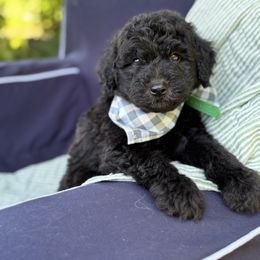 Cyrus - Black male Whoodle puppy in Rising Sun, Indiana from Ruby Lane Doodles