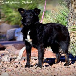 Dinee - Black tri-color female Australian Shepherd puppy in Pima, Arizona from Lazy D Ranch Australian Shepherds