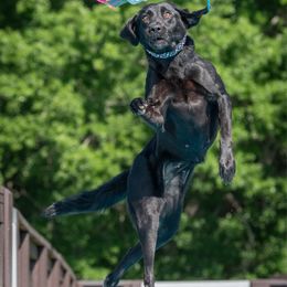 Jaeger - Labrador Retriever