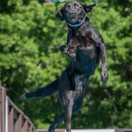 Jaeger - Labrador Retriever