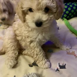 Poodle Puppies from Murphy’s Minis
