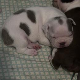 Lilac Splash Boy - Lilac male Boston Terrier puppy in Red Rock, Arizona from Knucklez Kids