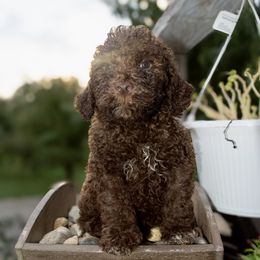 Boy 3 - Brown male Lagotto Romagnolo puppy in North Barrington, Illinois from Lagotto Illinois