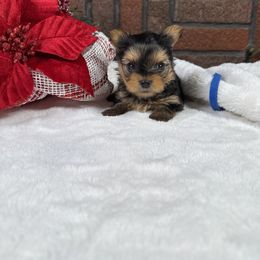 Lynx - Black and tan female Yorkshire Terrier puppy in Essexville, Michigan from John's Yorkshire Terriers