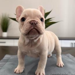 Cream (No Collar) - Cream male French Bulldog puppy in Smithfield, North Carolina from Roughneck Frenchies
