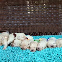 Australian Labradoodle, Bernedoodle, and Goldendoodle Puppies from Golden Fields Doodles