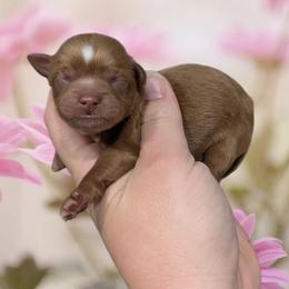 Girl 1 - Red and white female Shihpoo puppy in Coshocton, Ohio from Forever Family Puppies