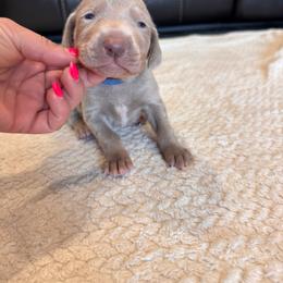 Covey - Blue Collar - Silver gray male Weimaraner puppy in Riverside, Utah from Blue Phantom Kennels
