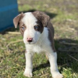 Girl 3 - Red female Border Collie puppy in Centerville, Washington from Forthright Farms