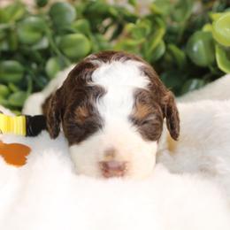 Brown Tri Female - Phantom female Poodle puppy in Belgreen, Alabama from Scott’s Farm Poodles and Doodles