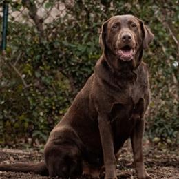 Reagan - Labrador Retriever
