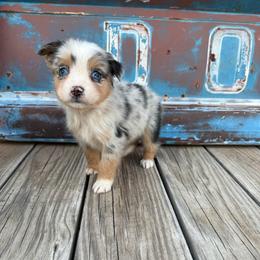 Girl 1 - Blue merle female Miniature Australian Shepherd puppy in Ellsworth, Kansas from Flying H Mini Aussies