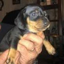 Dachshund Puppies from Carter's Dachshunds