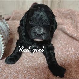 Red girl - Black and white female Bernedoodle puppy in Mesa, Colorado from Bailey Doodles