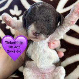 Tinkerbell - Brown female Poodle puppy in Mineral Wells, Texas from S.H.A.R.P.’s Toy Poodles