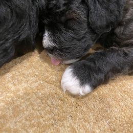 Schnoodle Puppies from Noodle Tings Puppies