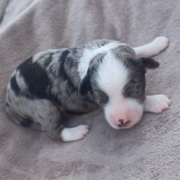 Wrangler - Blue merle male Aussiedoodle puppy in Delphos, Ohio from Route 66 Poodles & Doodles, Sapphire Shih-tzu's of Ohio