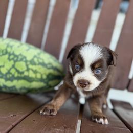 RTB - Red tri male Miniature Australian Shepherd puppy in Bethany, Illinois from Rachel at Marrowbone Creek Aussies