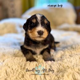 Orange boy - Tri-color male Bernedoodle puppy in Valdese, North Carolina from Doodling All Day Goldendoodles