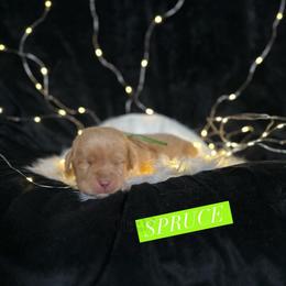 Spruce - Yellow male Dilute Retriever puppy in Forest City, Iowa from Helm Labs