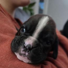 Beatrice - Brindle female Boxer puppy in Evans, Georgia from Kimberly's Boxers