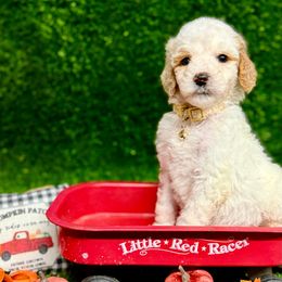 Lincoln - Parti male Goldendoodle puppy in Willacoochee, Georgia from Kitandkboodle's Doodles