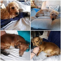 Dachshunds from Jessica White's Dachshunds