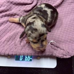 CKC Black and Cream dapple  shorthaired miniature - Dapple female Dachshund puppy in Canyon Lake, Texas from M&Ms Dachshunds of Central Texas