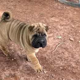 Boy 1 - Red fawn male Chinese Shar-Pei puppy in Elkin, North Carolina from Martini Shar-Pei