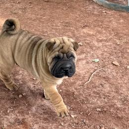 Boy 1 - Red fawn male Chinese Shar-Pei puppy in Elkin, North Carolina from Martini Shar-Pei