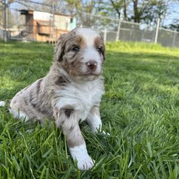 Lana - Red merle female Aussiedoodle puppy in Fredonia, Pennsylvania from Drew’s Aussies & Doodles