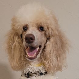 Nova - Poodle