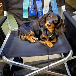 CH Mac's Kylo Ren  AKC UKC registered - Black and cream male Dachshund puppy in Hartford, Michigan from Mac Fam Dachshunds