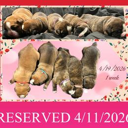 Meryl - Brindle female Boxer puppy in Nw Oregon, Oregon from Vincent's Pride Boxers ~ Dudley's Dream Boxers