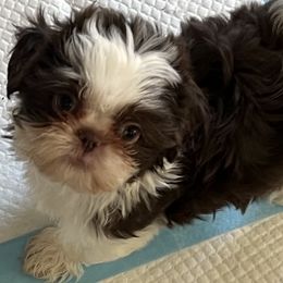 Shih Tzu Puppies from Mayra’s Shih Tzus