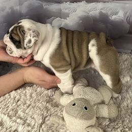 Bulldog Puppies from Sweet Rolls