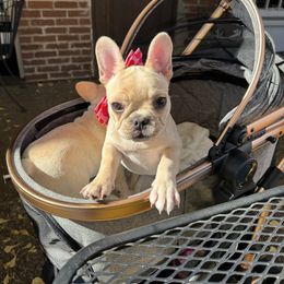 Girl 2 - French Bulldog puppy in Olive Branch, Mississippi from Letitia's French Bulldogs