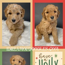 Bernedoodle and Goldendoodle Puppies from I Dream of Doodles